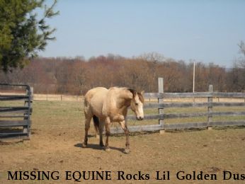 MISSING EQUINE Rocks Lil Golden Dust, REWARD Near Purcellville, VA, 20134